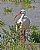 White Ibis