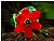 flover