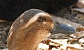 Picture Title - My Duck
