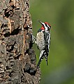 Picture Title - Red-naped Sapsucker