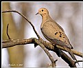 Picture Title - Mourning Dove