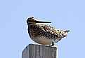 Picture Title - Snipe on a Post