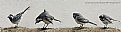 Picture Title - White wagtail