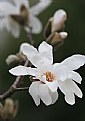 Picture Title - white petals