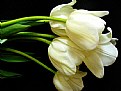 Picture Title - white tulips