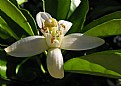 Picture Title - Flor de laranjeira