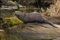 Picture Title - River Otter