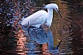 Picture Title - Snow Egret