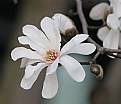 Picture Title - white magnolia