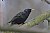 Starling