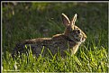 Picture Title - Wild Rabbit