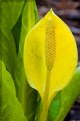 Picture Title - Skunk Cabbage 1