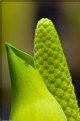 Picture Title - Skunk Cabbage 2