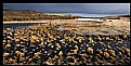 Picture Title - Stubble Pond