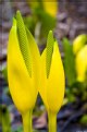 Picture Title - Skunk Cabbage 7