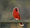 Picture Title - Cardinal #2