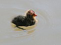 Picture Title - Baby Coot