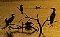 Picture Title - On Golden Pond