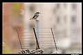 Picture Title - Urban bird