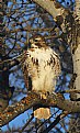 Picture Title - Morning Redtail