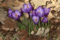Picture Title - WILD CROCUS