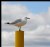 Ring Billed Gull (The Yellow Post)