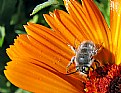 Picture Title - Gray Bee