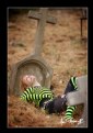 Picture Title - Genna