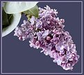 Picture Title - Purple Lilac