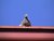 A Bird, Red Roof & Blue Sky