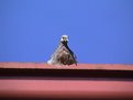 Picture Title - A Bird, Red Roof & Blue Sky