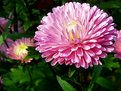 Picture Title - Aster