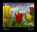 Picture Title - Tulip town