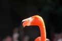 Picture Title - Flamingo Close Up