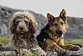 Picture Title - Shepherd Dogs