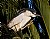 Black-crowned Night Heron