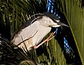 Picture Title - Black-crowned Night Heron