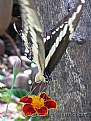 Picture Title - Butterfly