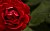 red roase