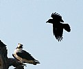 Picture Title - Raven and the Osprey