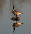 Picture Title - Goose reflections