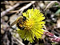 Picture Title - bee on the coltsfoot