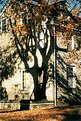 Picture Title - Shadow