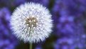 Picture Title - Dandelion and Ajuga