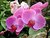 Pink Orchid