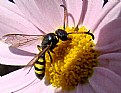 Picture Title - Bee