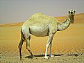 Picture Title - Camel