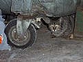 Picture Title - Homeless cat