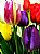 coloured tulips