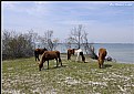 Picture Title - Wild Horses